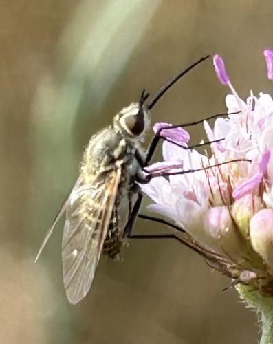 Réf. 346 122 : Phthiria vagans